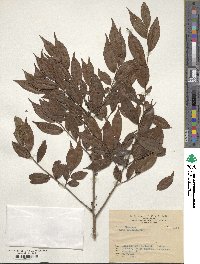 Eurya acuminata image