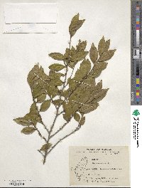 Eurya acuminata image