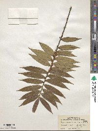 Eurya acuminata image