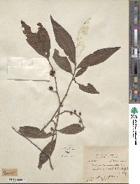 Eurya acuminata image