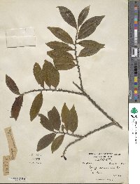 Eurya acuminata image