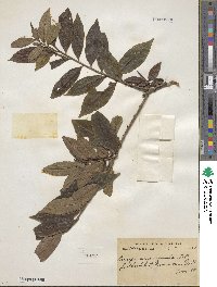 Eurya acuminata image