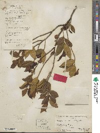 Eurya acuminata image