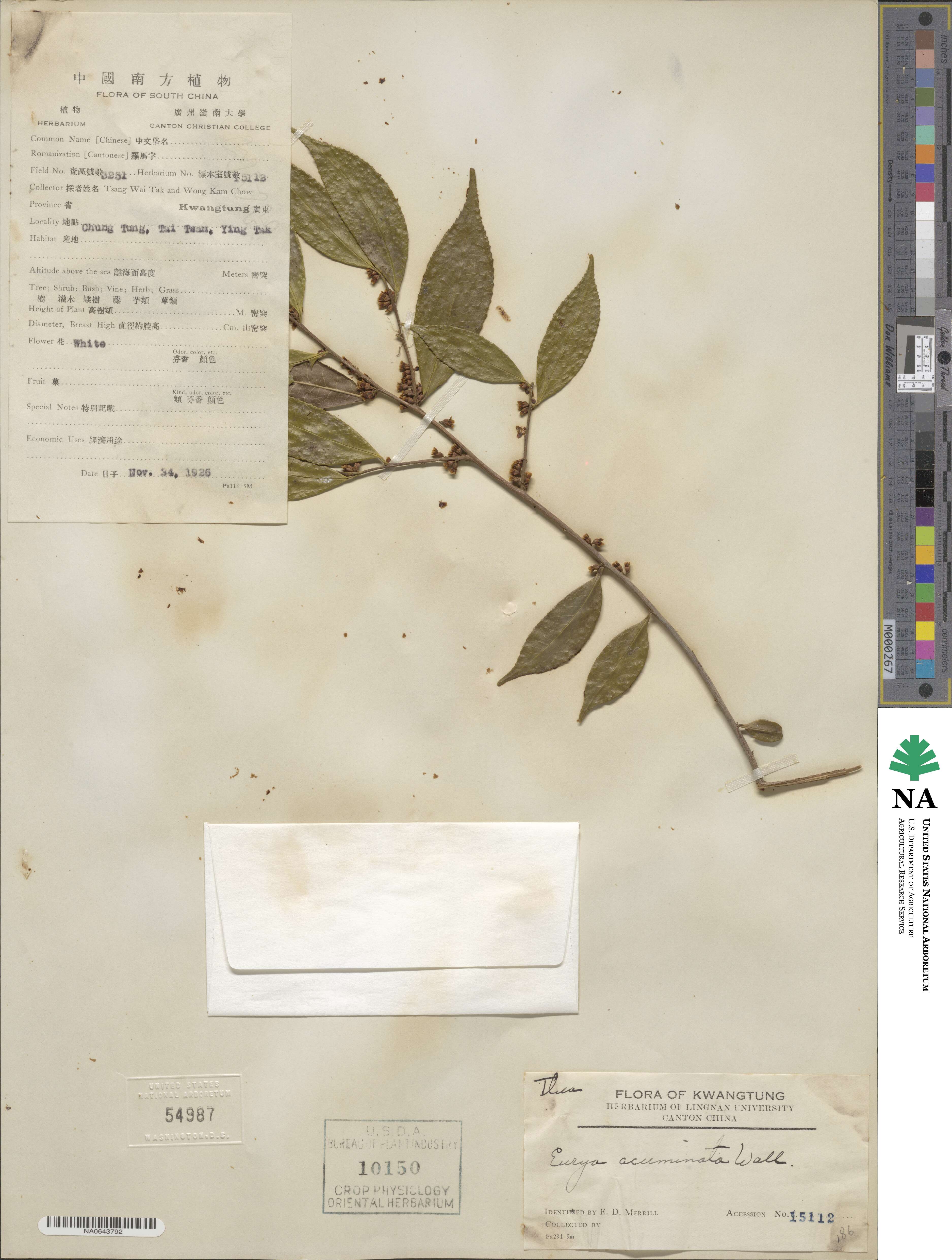 Eurya acuminata image