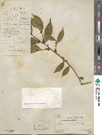 Eurya acuminata image