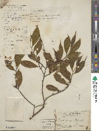 Eurya acuminata image