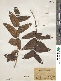 Image of Eurya amplexifolia