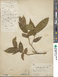 Eurya amplexifolia image