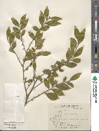 Eurya chinensis image