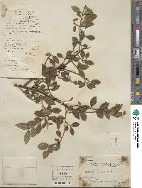 Eurya chinensis image