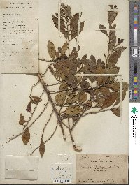 Eurya chinensis image