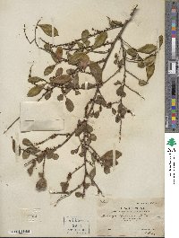 Eurya chinensis image