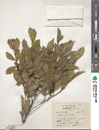 Eurya chinensis image