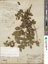 Eurya chinensis image