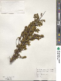 Eurya crenatifolia image