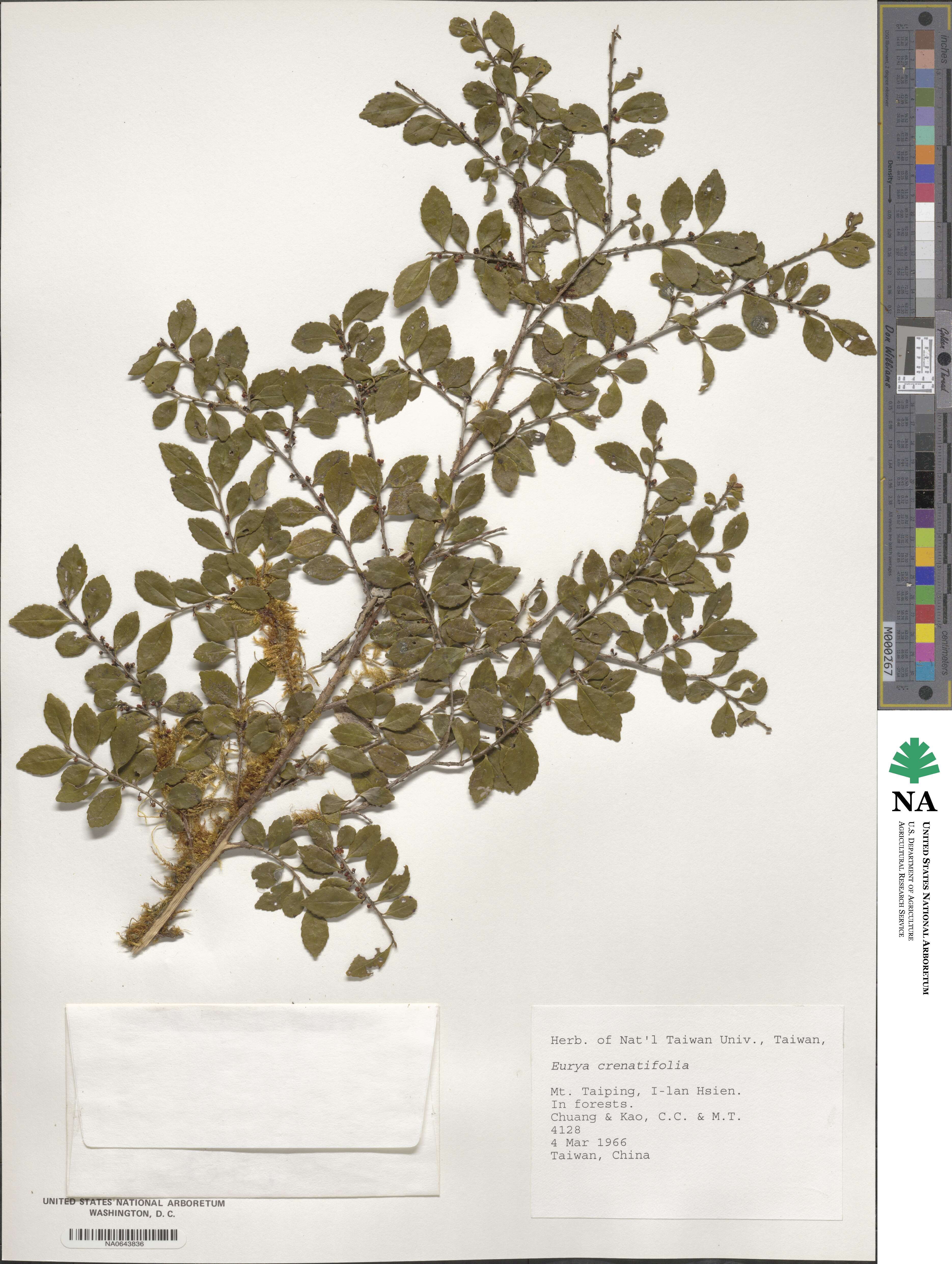 Eurya crenatifolia image