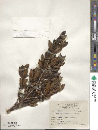 Eurya crenatifolia image