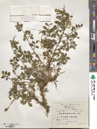 Eurya crenatifolia image