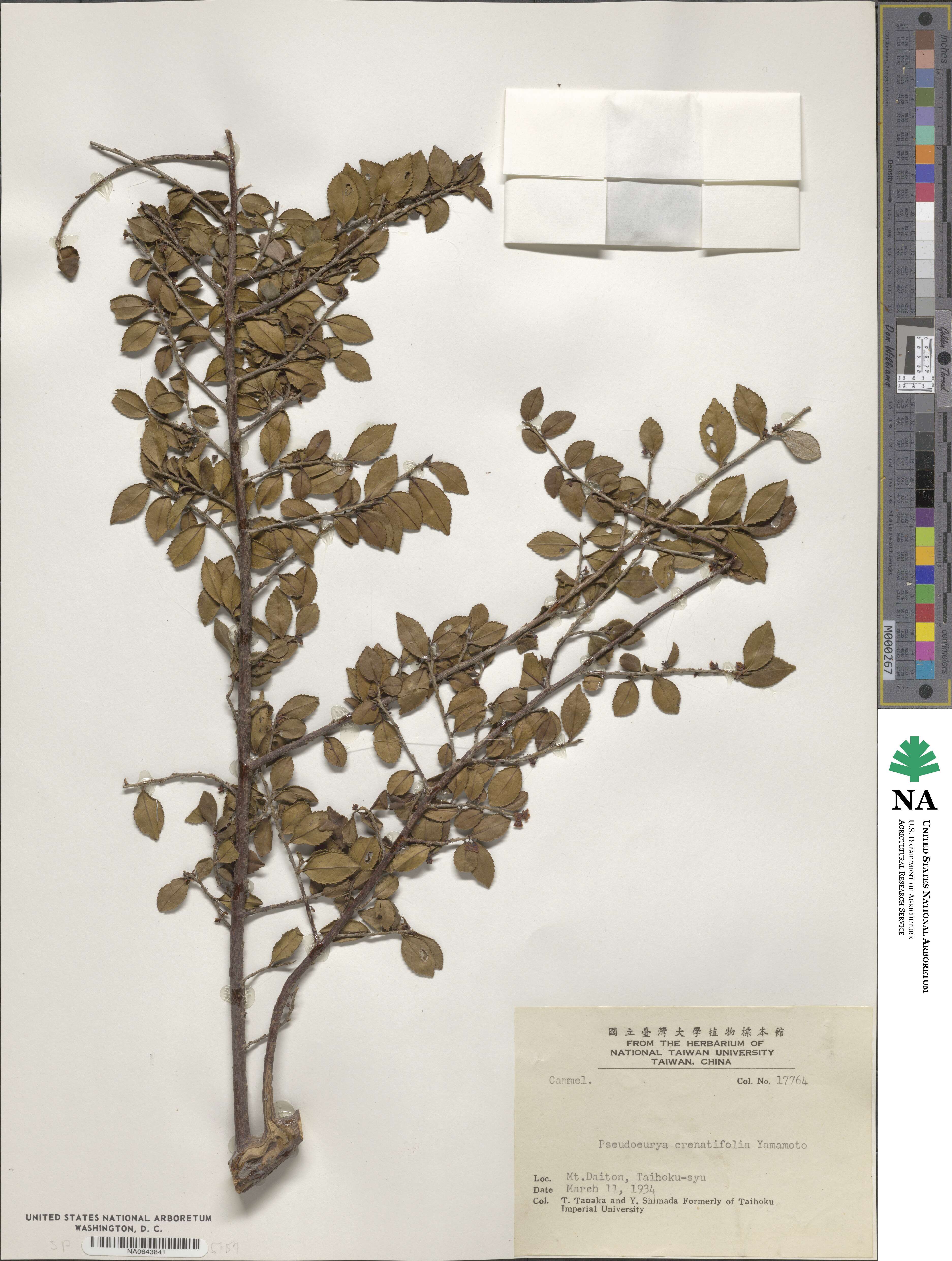 Eurya crenatifolia image