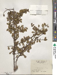 Eurya crenatifolia image