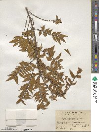 Eurya distichophylla image