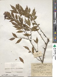 Eurya distichophylla image