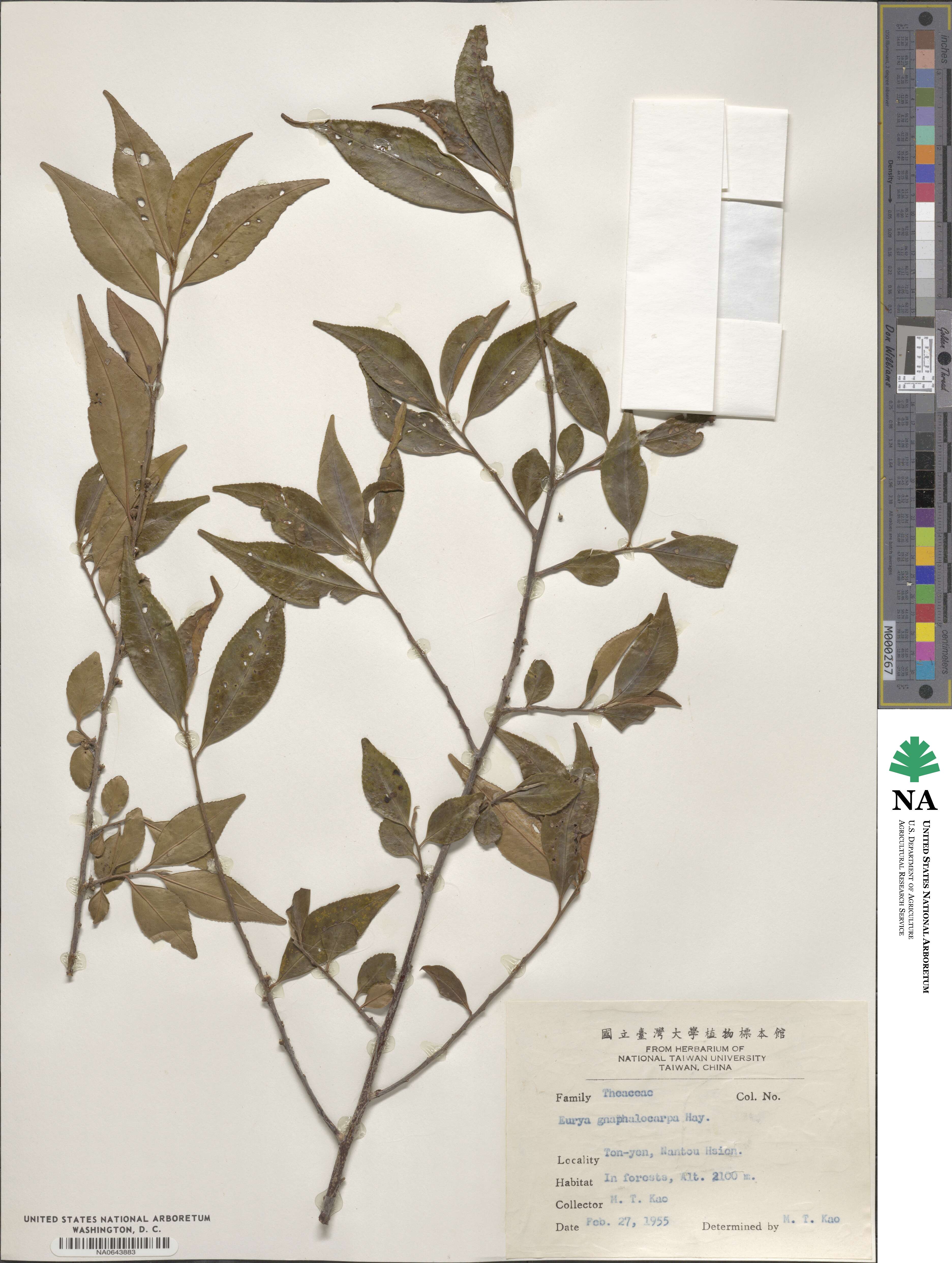 Eurya gnaphalocarpa image
