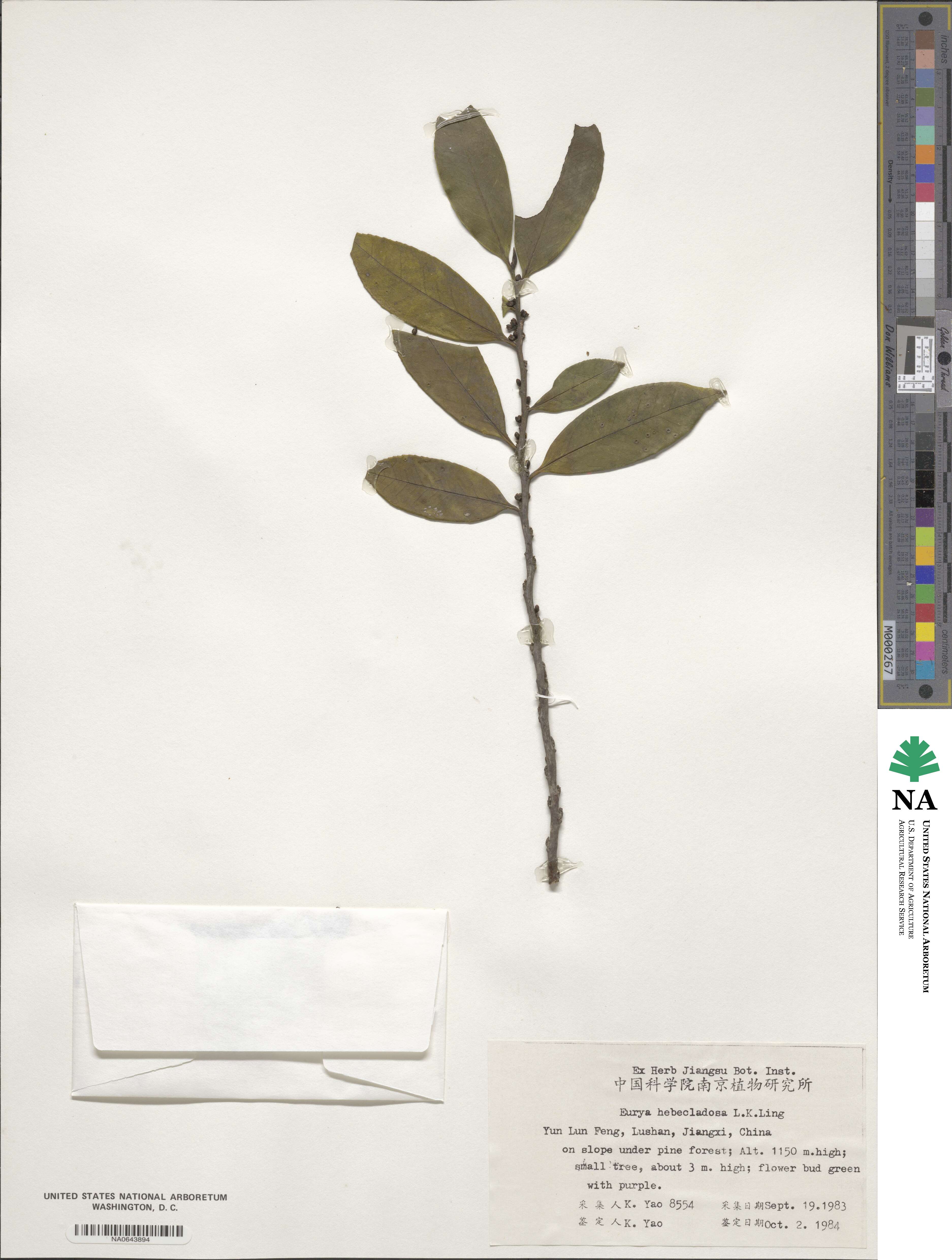 Eurya hebeclados image