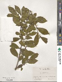 Eurya japonica image