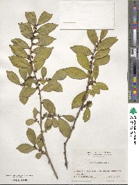 Eurya japonica image