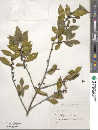 Eurya japonica image