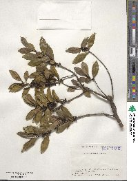 Eurya japonica image