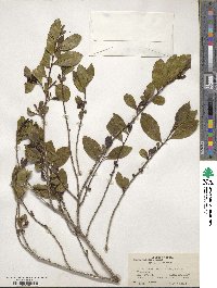 Eurya japonica image