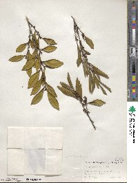 Eurya japonica image