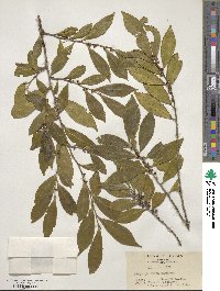 Eurya japonica image