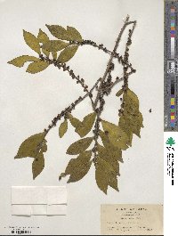 Eurya japonica image