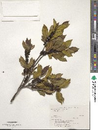 Eurya japonica image