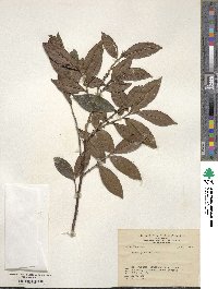 Eurya japonica image