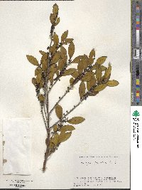 Eurya japonica image