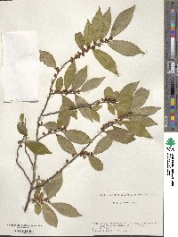 Eurya japonica image