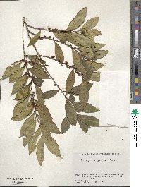 Eurya japonica image