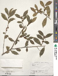 Eurya japonica image