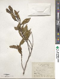 Eurya japonica image