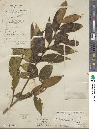 Eurya japonica image