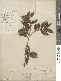 Eurya japonica image