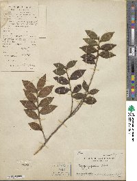 Eurya japonica image