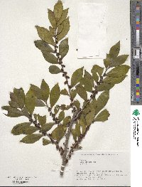 Eurya japonica image