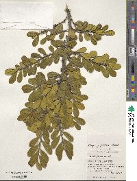 Eurya japonica image