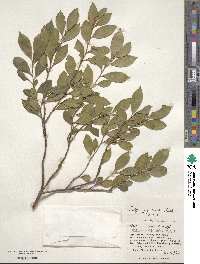 Eurya japonica image