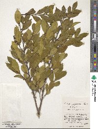 Eurya japonica image